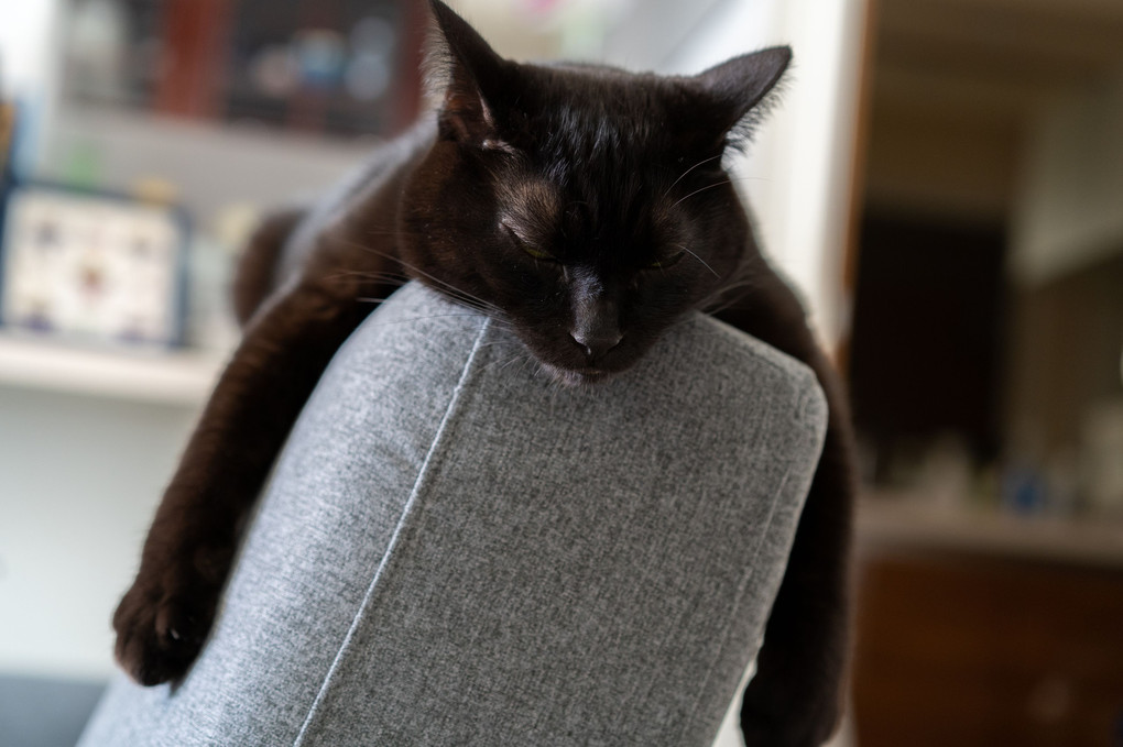 独特なソファーの使い方する猫