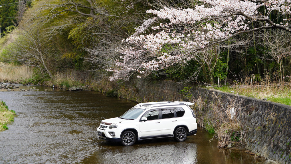 桜と共に