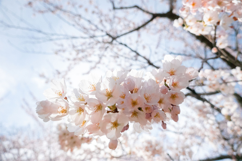 桜