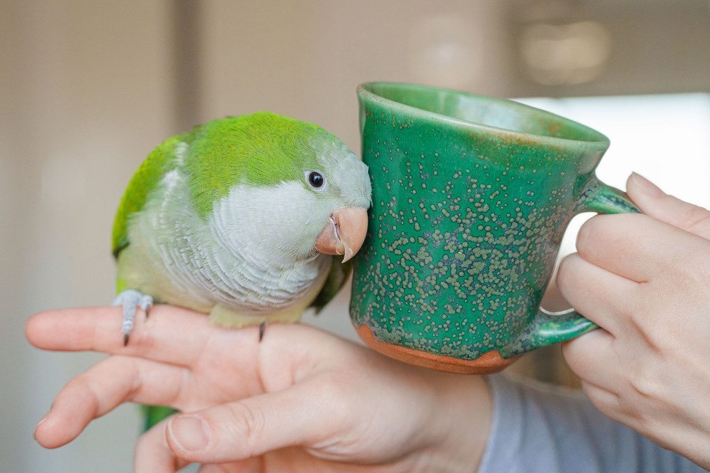 インコと乾杯