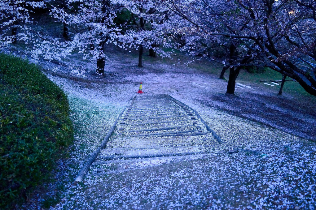 桜道