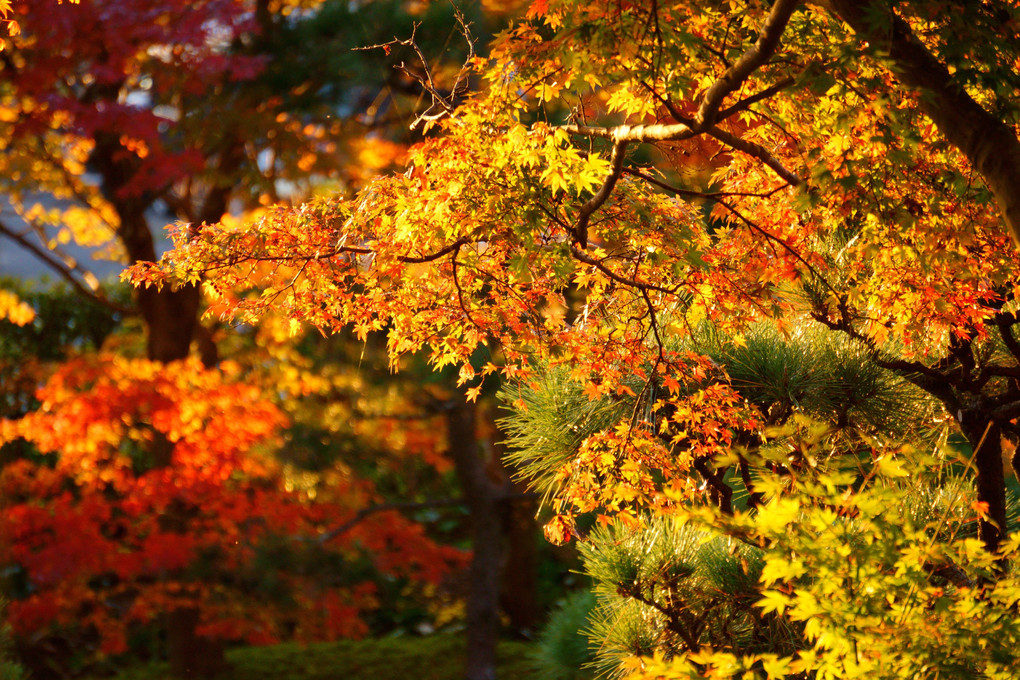 大磯城山公園の紅葉