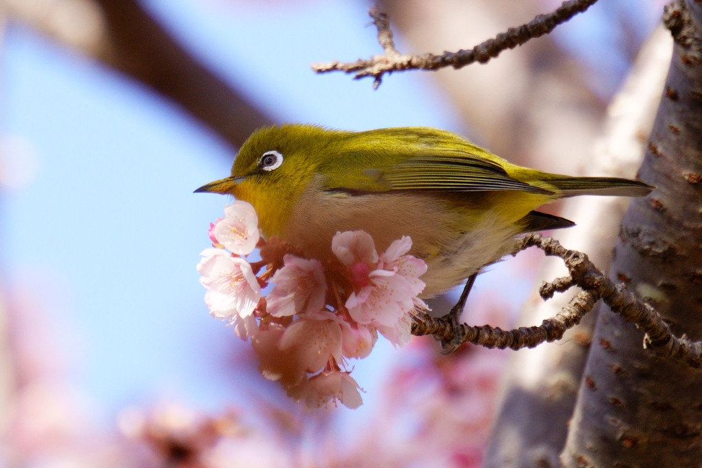 春を先取りのメジロちゃん