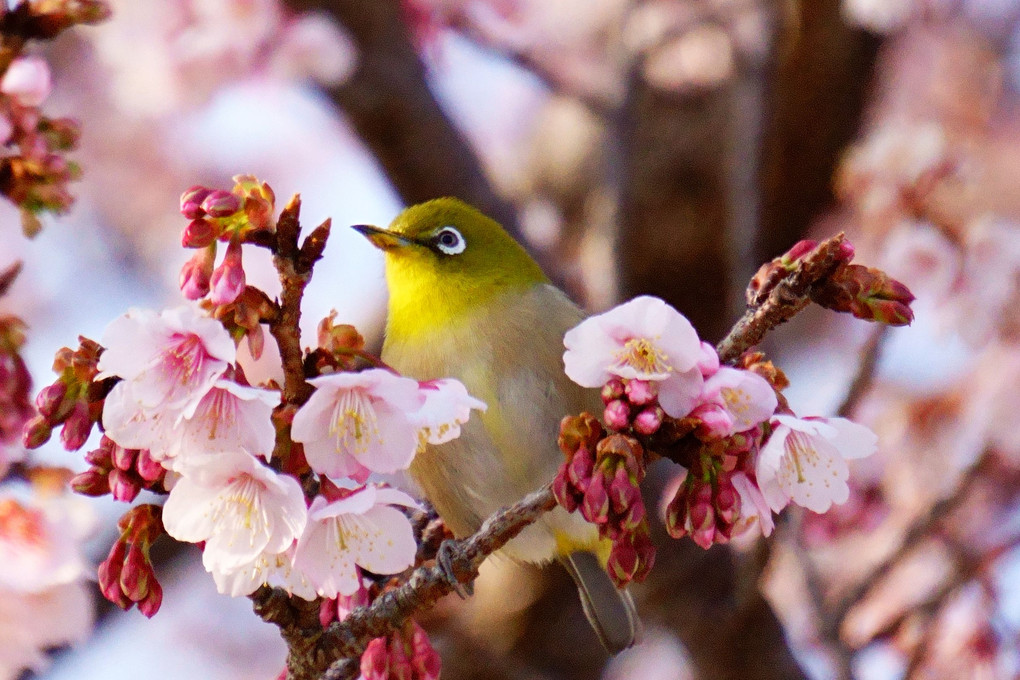 春を先取りのメジロちゃん