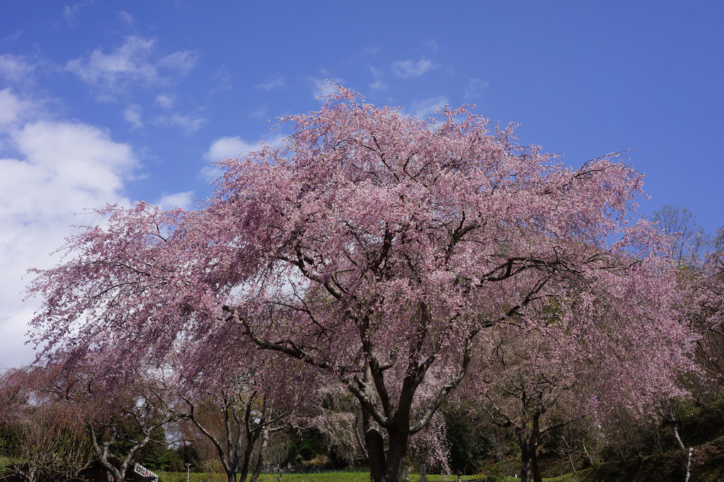 大きな枝垂れ滝桜