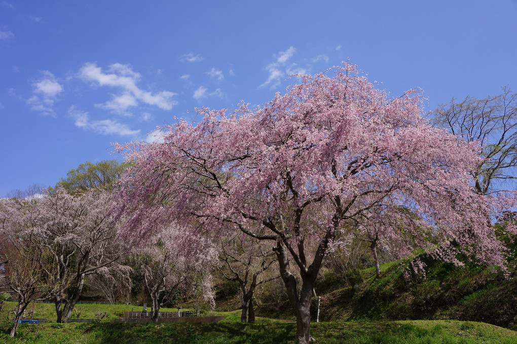 大きな枝垂れ滝桜