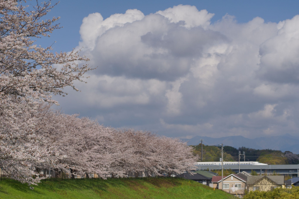 散り始めても美しい桜花