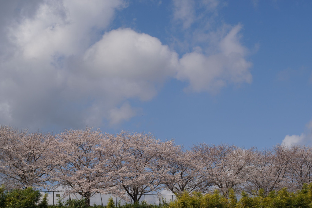 散り始めても美しい桜花