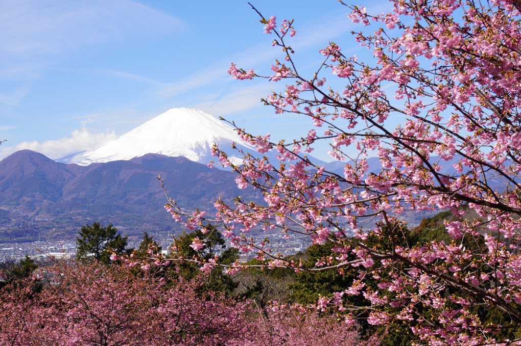 さくらさくらと春光に輝く富士の山
