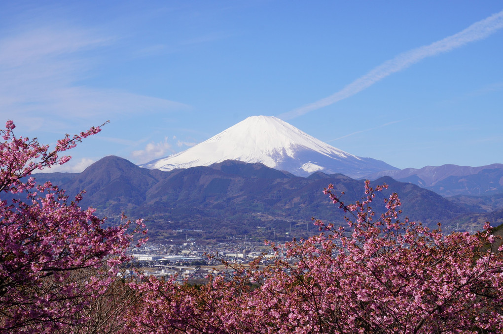 さくらさくらと春光に輝く富士の山