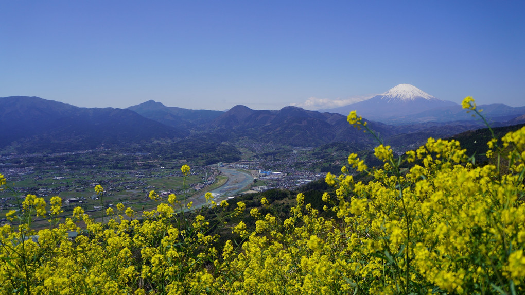 春風が香る富士と足柄平野