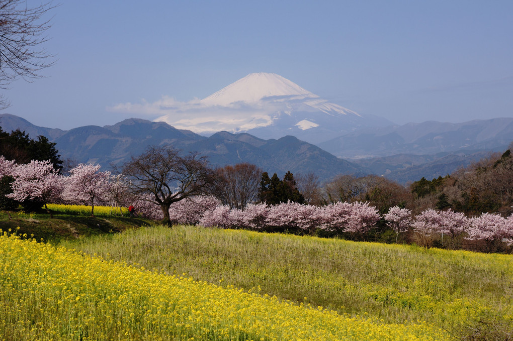 富士・桜・菜の花の三重奏