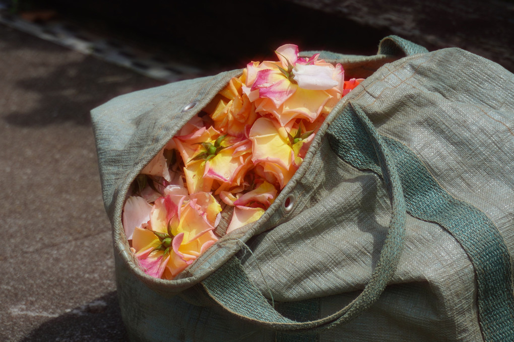 美しいお花を鞄に詰めて