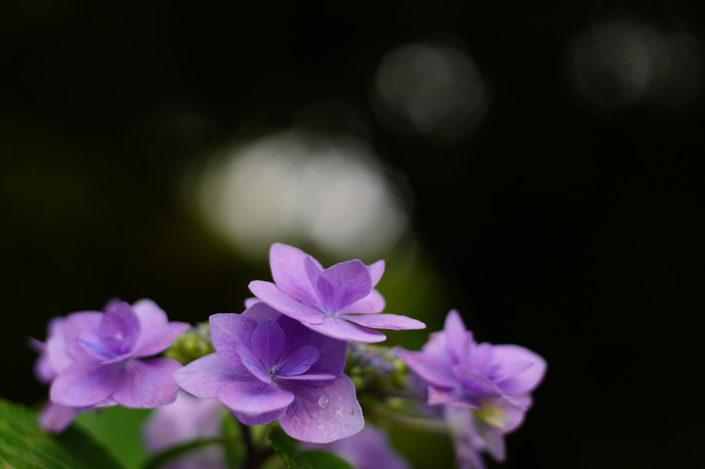 梅雨の贈り物