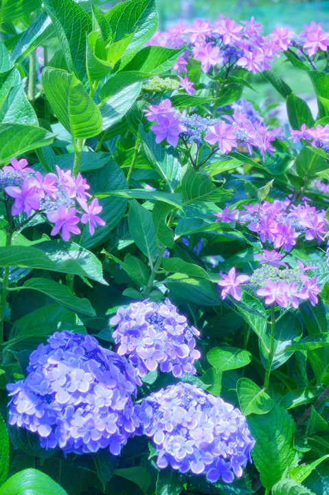 紫陽花の「エアリーフォト」