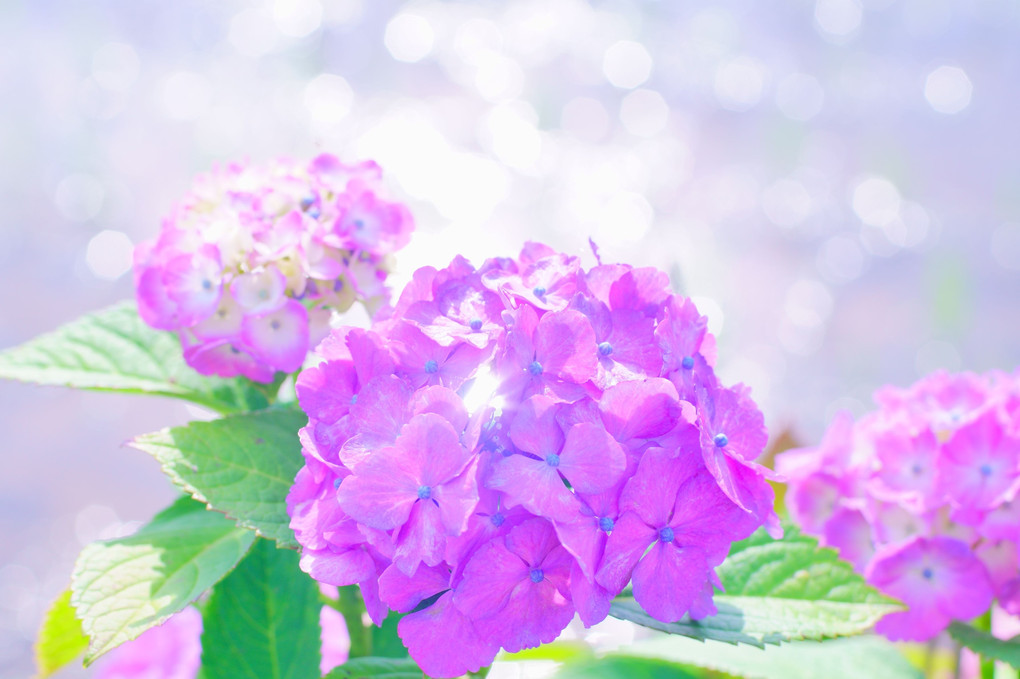 紫陽花の「エアリーフォト」