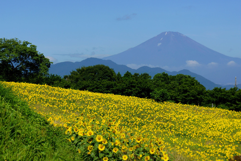 夏の富士山とひまわり畑#カレンダー2024