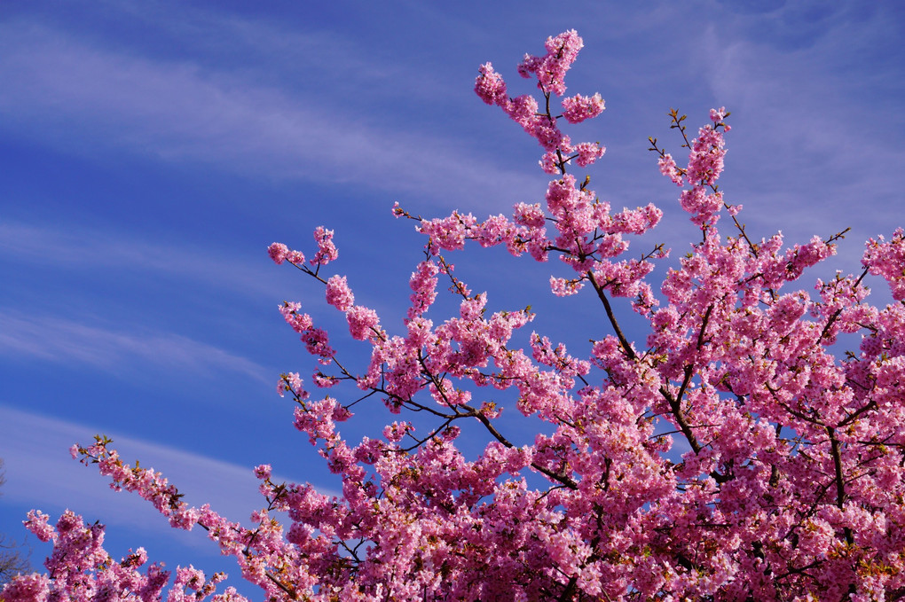 桜🌸春の始まり