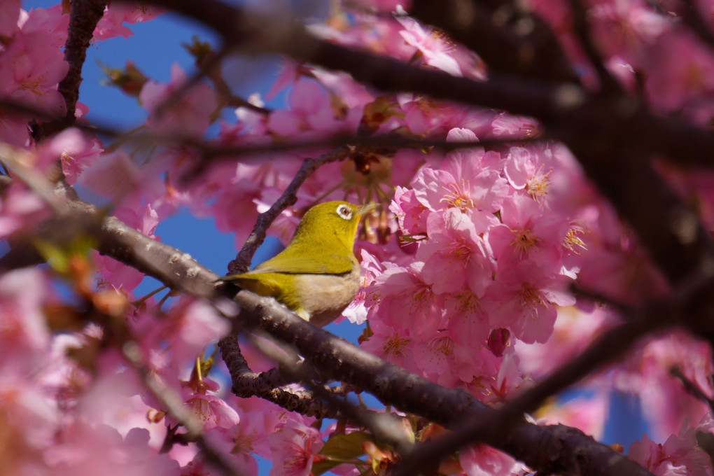 桜🌸春の始まり