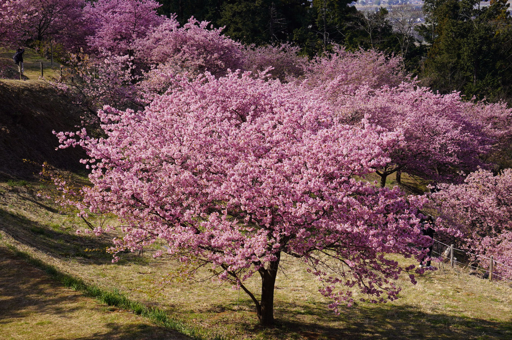 桜🌸春の始まり