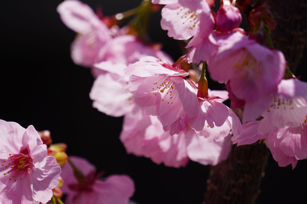 春を彩る桜の君たち