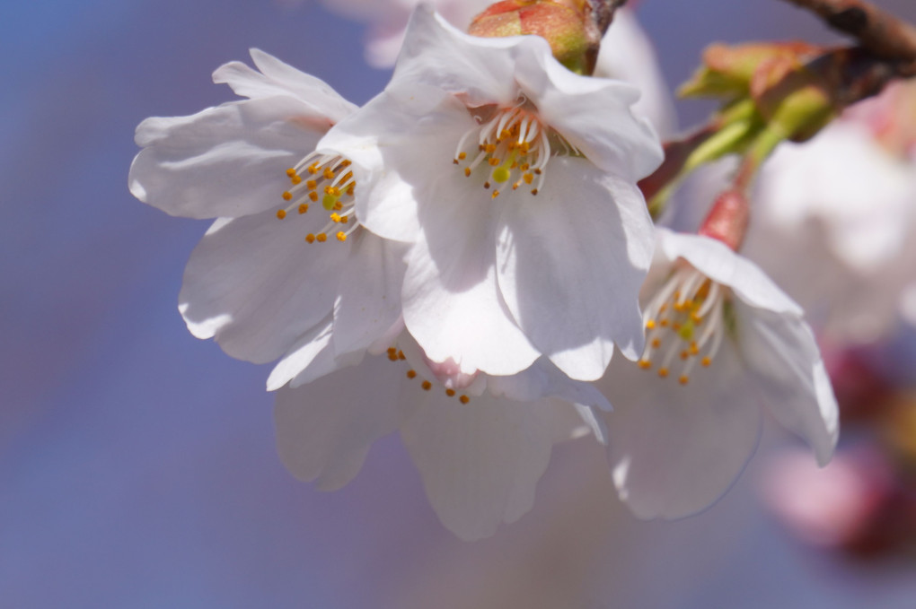 春を彩る桜の君たち