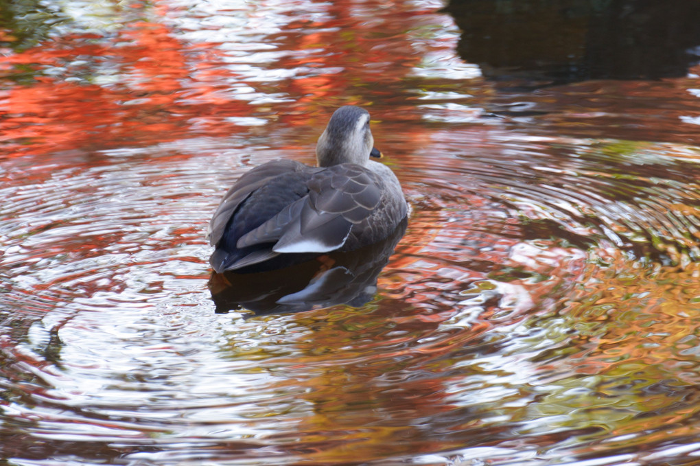 水面の紅葉を楽しむカモさん