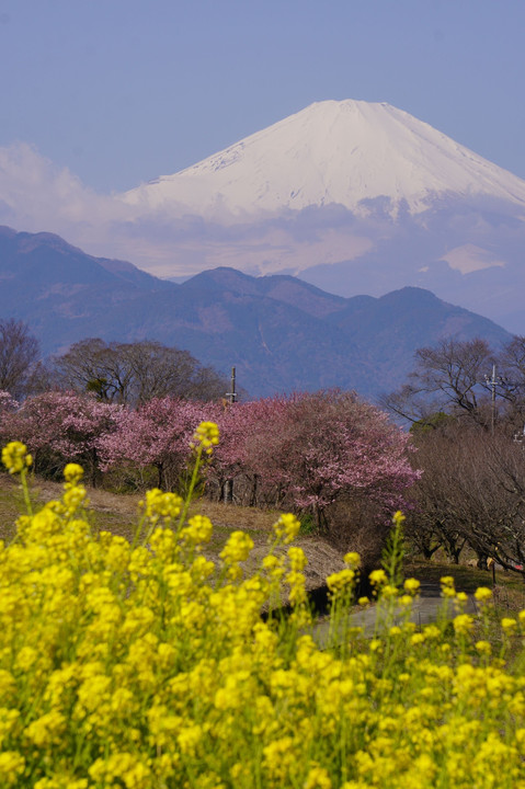 日本の春景色