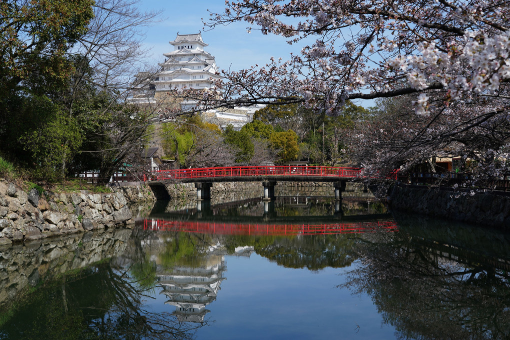 姫路城と桜