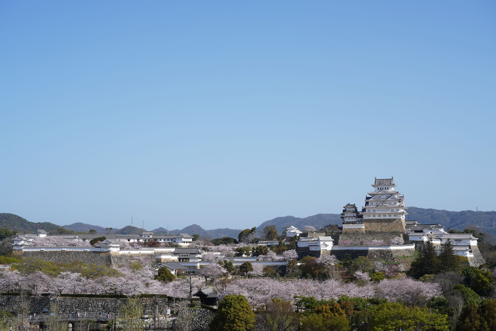 姫路城を望む