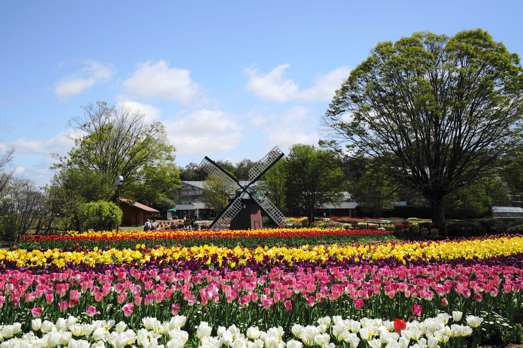 チューリップの公園