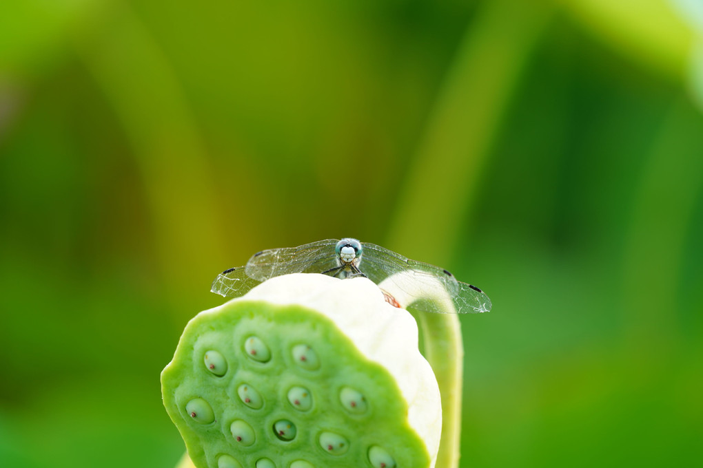 蓮田の虫