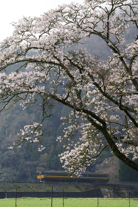 智頭線の桜