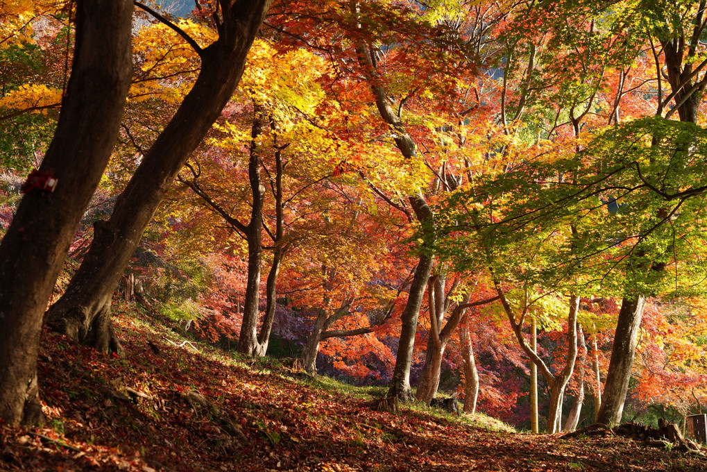 紅葉の中から