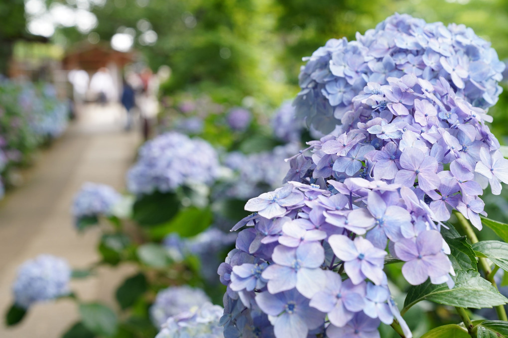 紫陽花