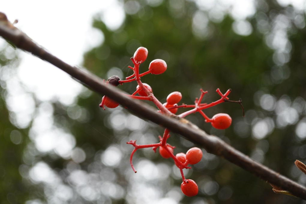 上高地の自然〜紅い実