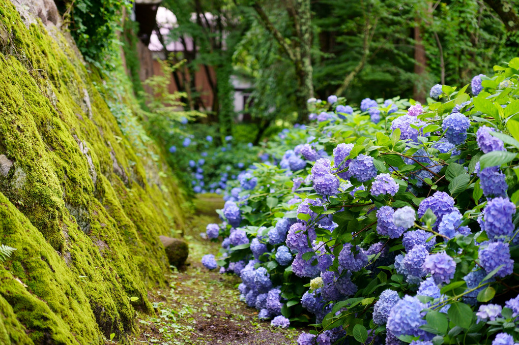 紫陽花