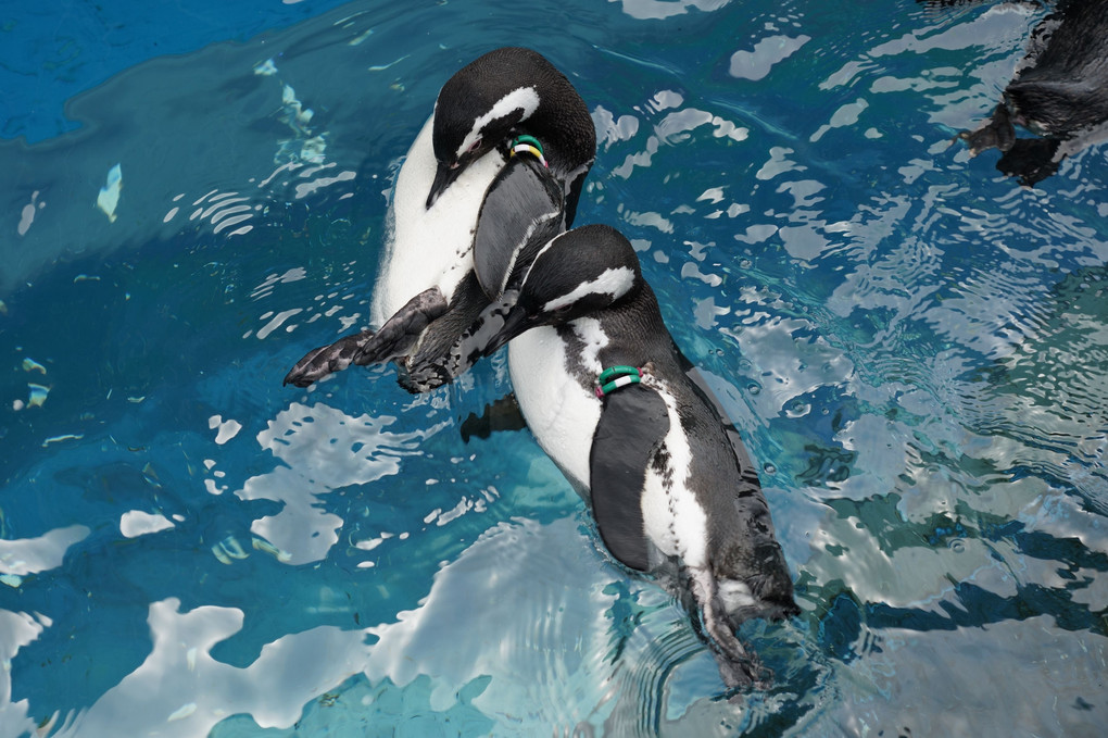 i love penguin