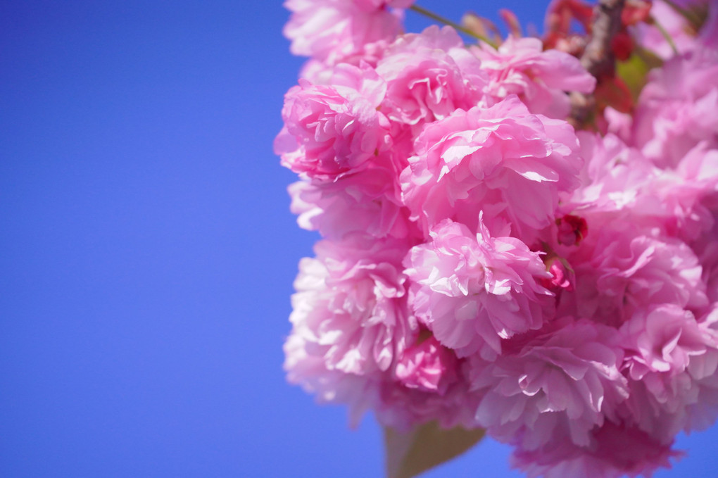 近所の桜