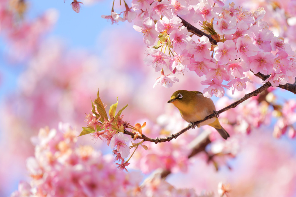 桜大好き！！