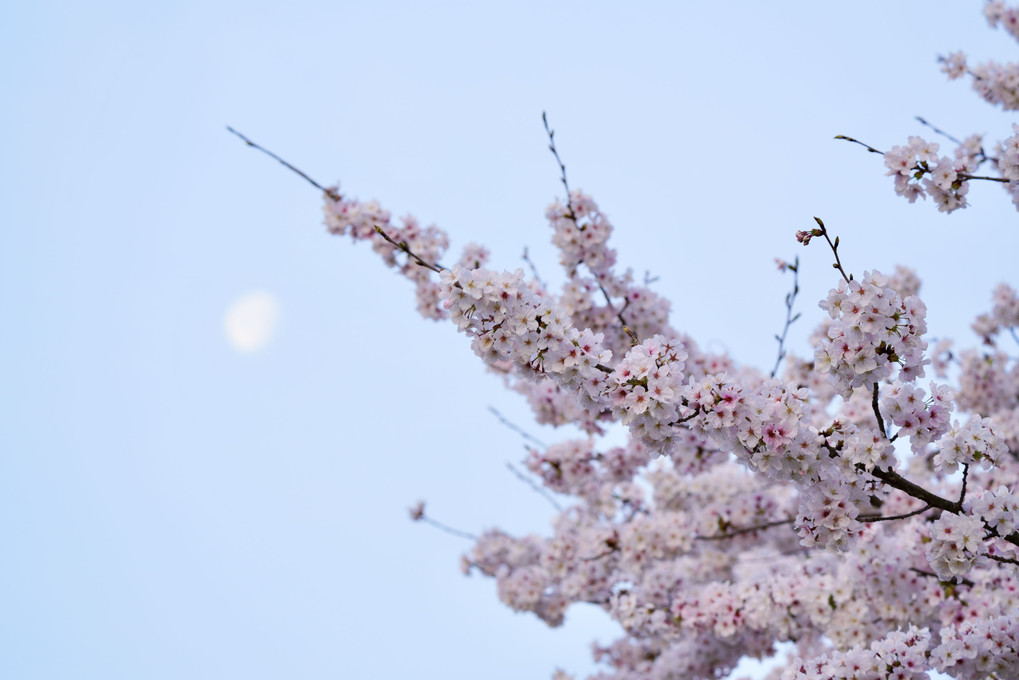朧月と桜