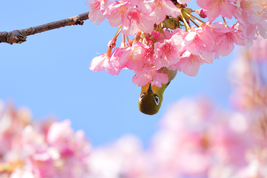 ひょっこり🌸