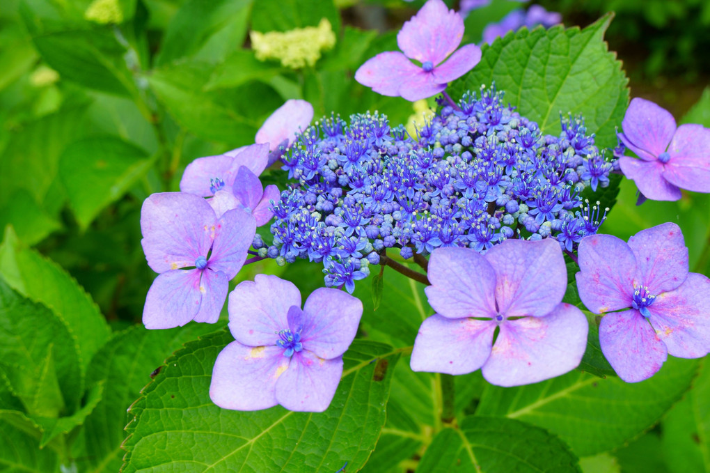 保和苑の紫陽花