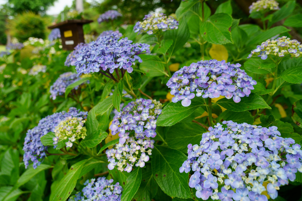 保和苑の紫陽花