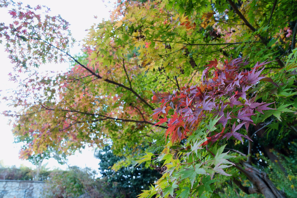 紅葉、はじめました