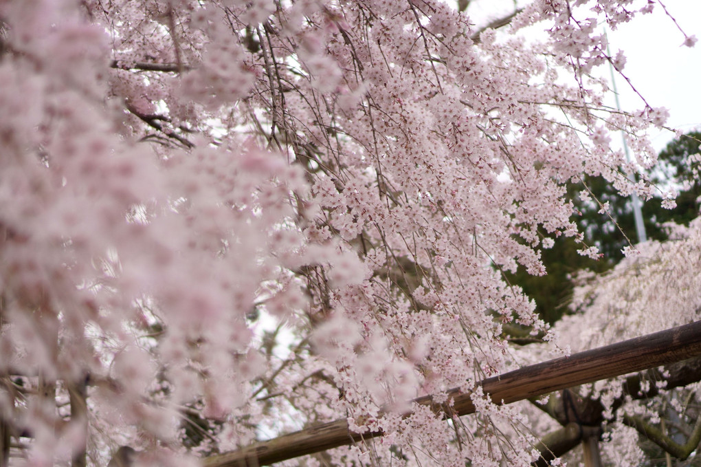 降り注ぐ枝垂れ桜