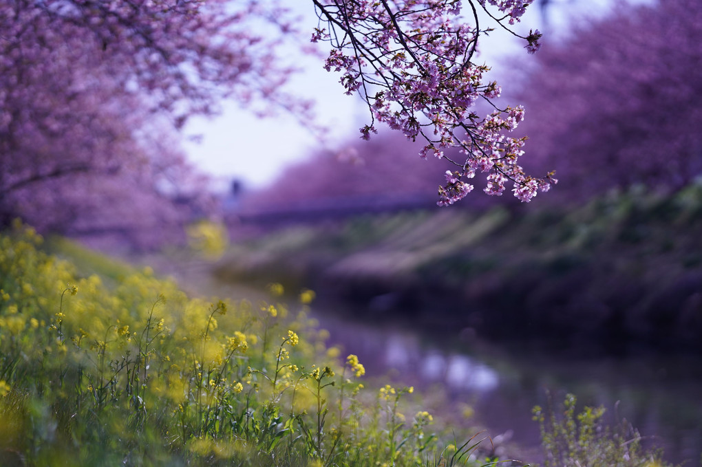 河津桜×菜の花のコラボ！