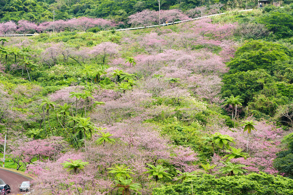 2022寒緋桜9