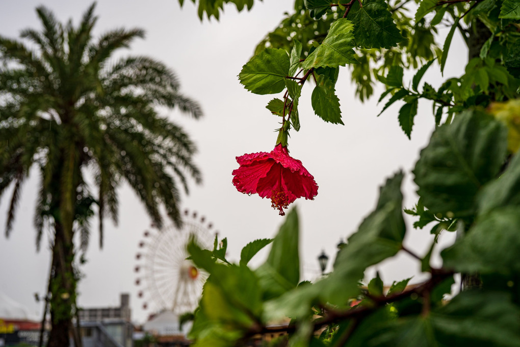 Flower　雨滴