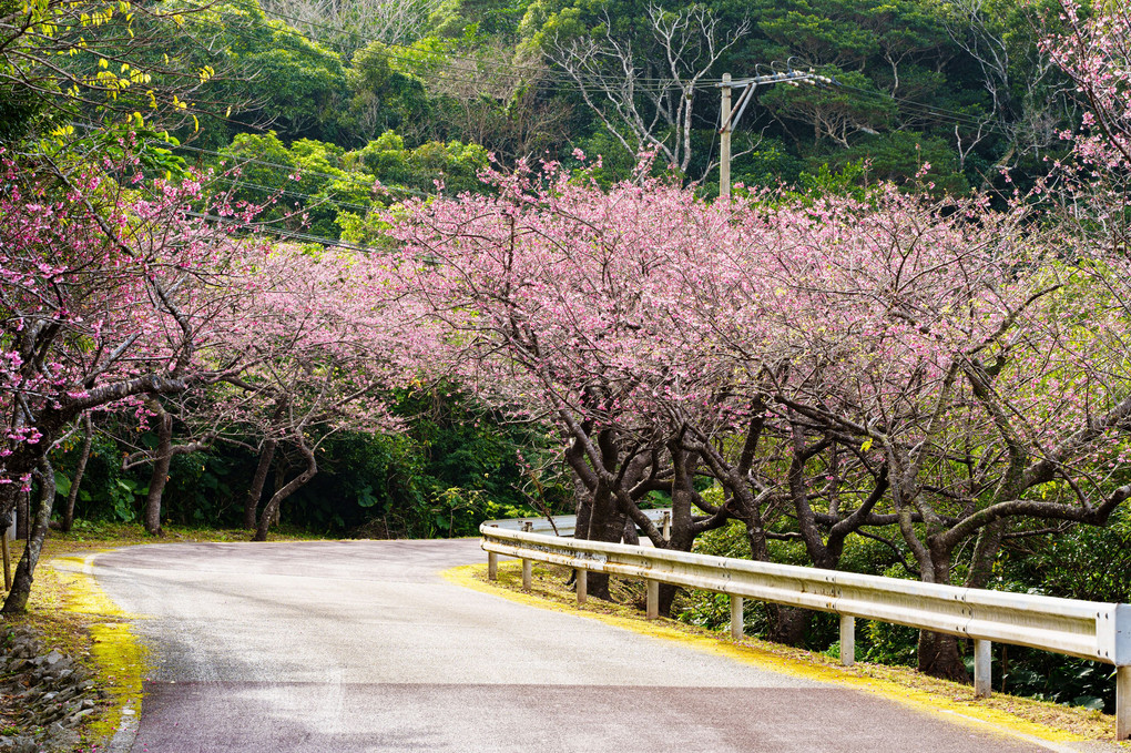 2022寒緋桜11